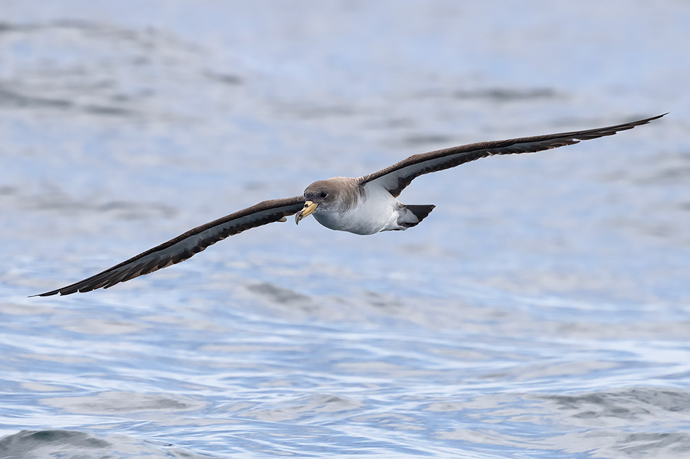 Cory's shearwater